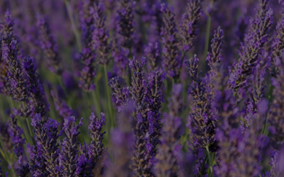 Lavender to Calm the Mind & Heal the Body