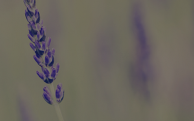 Lavender Essential Oil for Stress and Insomnia