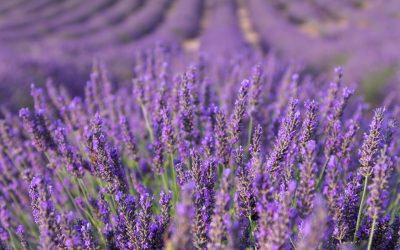 Lavender to Calm the Mind and Heal the Body