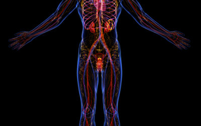 Supplements that Improve Blood Flow and Circulation
