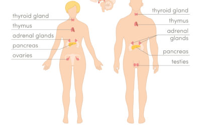 Essential Oils Supporting a Healthy Endocrine System