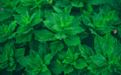 The Health Benefits of Mint