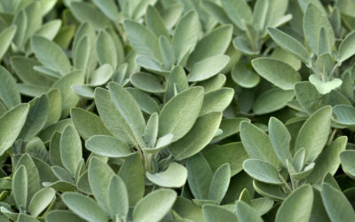 Sage for Major Flavor and Maximum Health
