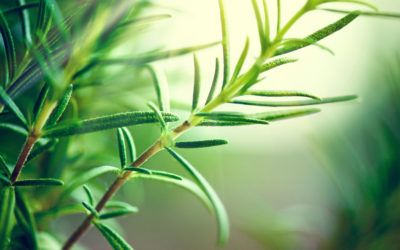 The Health Benefits of Rosemary