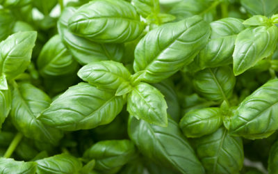 Basil Contains Disease-Preventing Antioxidants and More